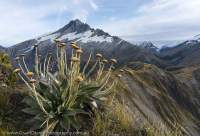 Mt Hooker from Solution Range, Hooker - Landsborough Wilderness Area, Southern Alps, New Zealand.